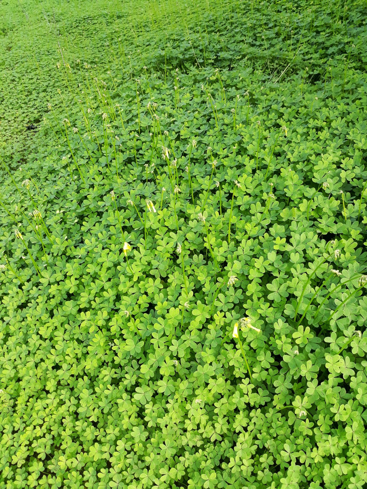 Bild 3 ELIÁ - Olivenöl in Feucht