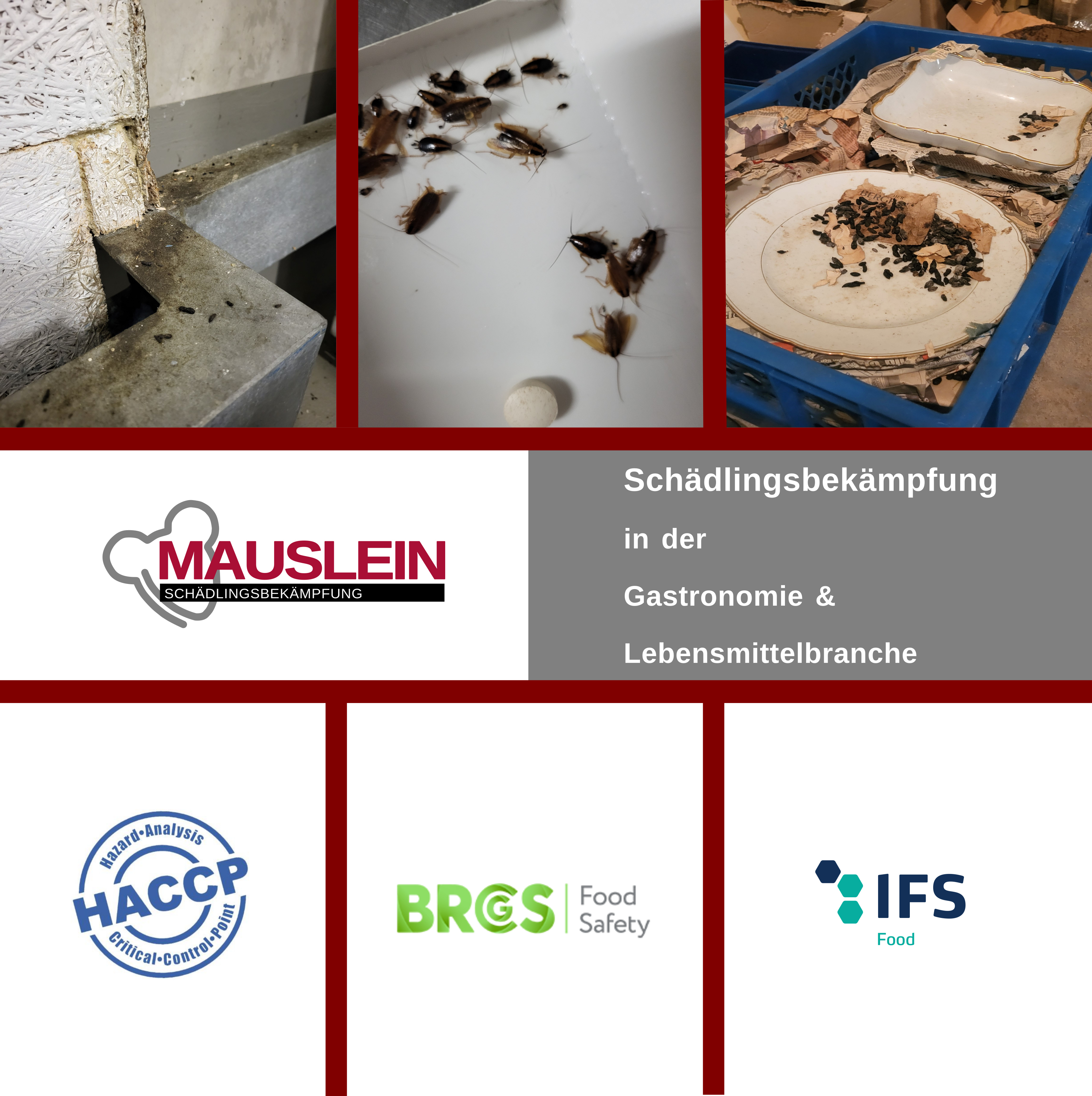 Bild 2 Mauslein Schädlingsbekämpfung in Wuppertal