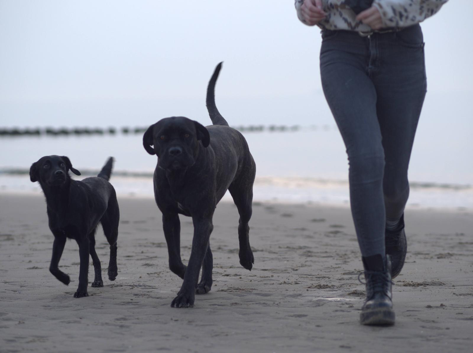Bild 1 AndersArtig-Hundetraining in Schwalmtal, Niederrhein