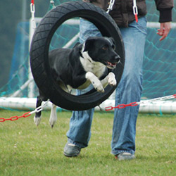 Bild 2 Tail Titans Hundeschule | Hundetraining mit Sonja Egelkraut in Hof