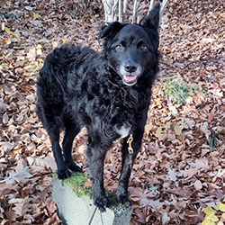 Bild 3 Tail Titans Hundeschule | Hundetraining mit Sonja Egelkraut in Hof