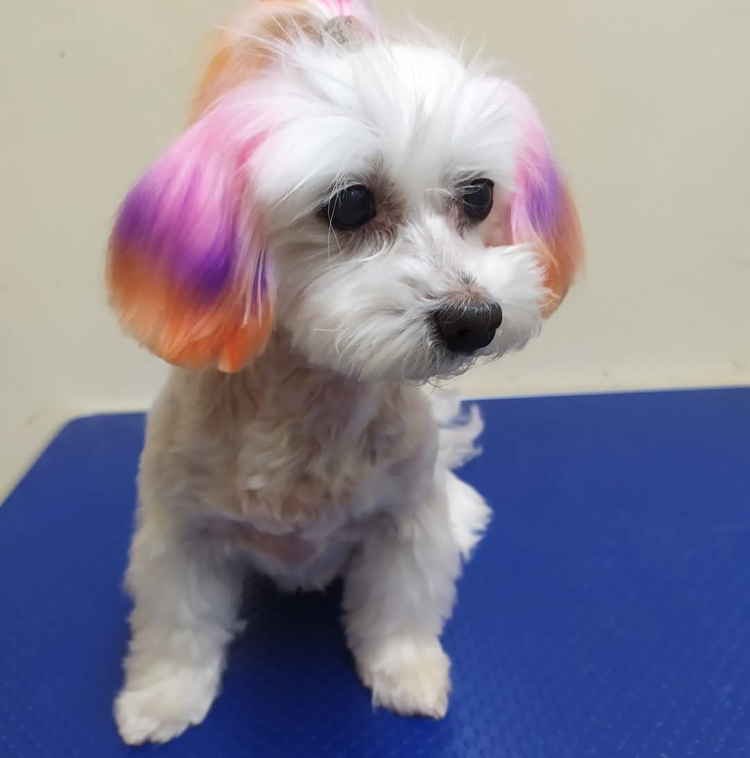 Bild 1 Hundesalon MiLedi in Berlin