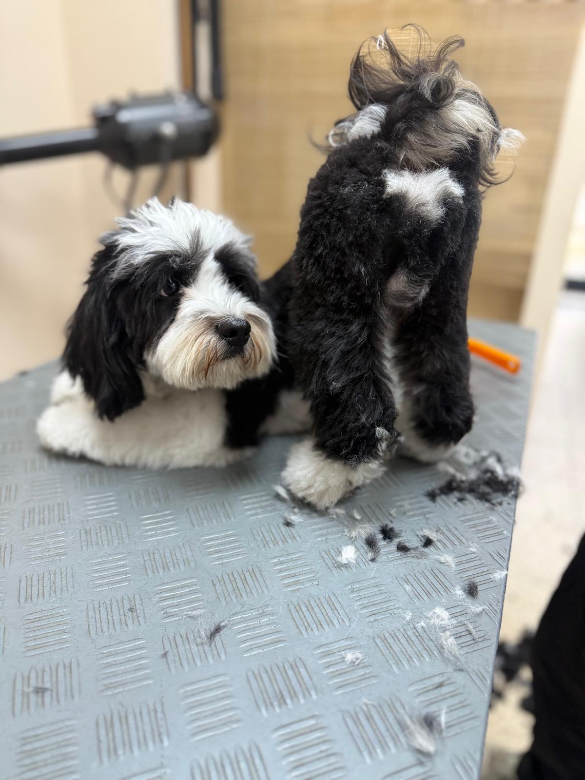 Bild 2 Hundesalon MiLedi in Berlin