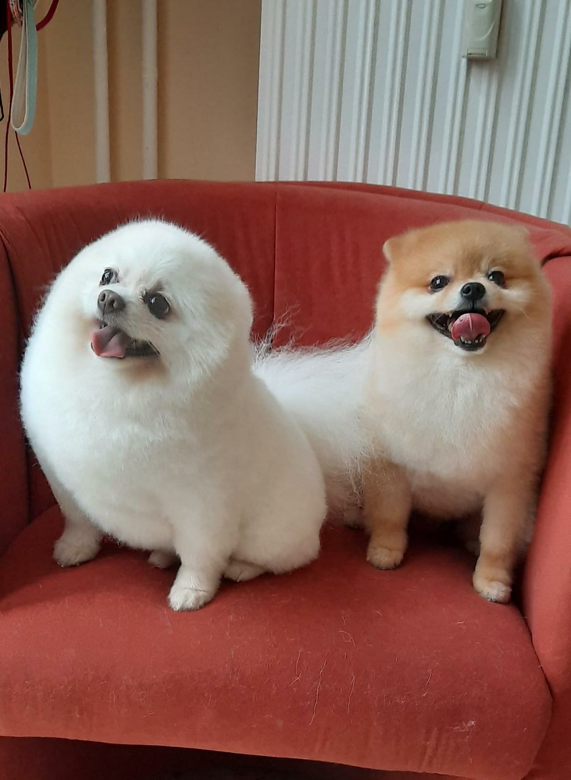 Bild 3 Hundesalon MiLedi in Berlin