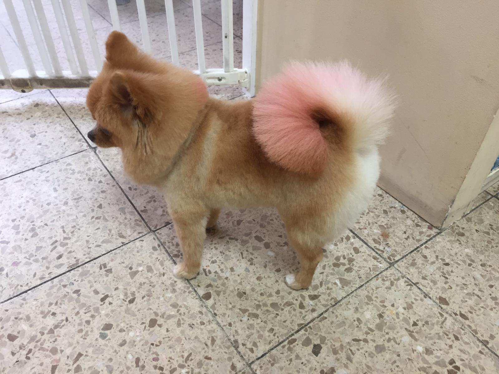 Bild 4 Hundesalon MiLedi in Berlin