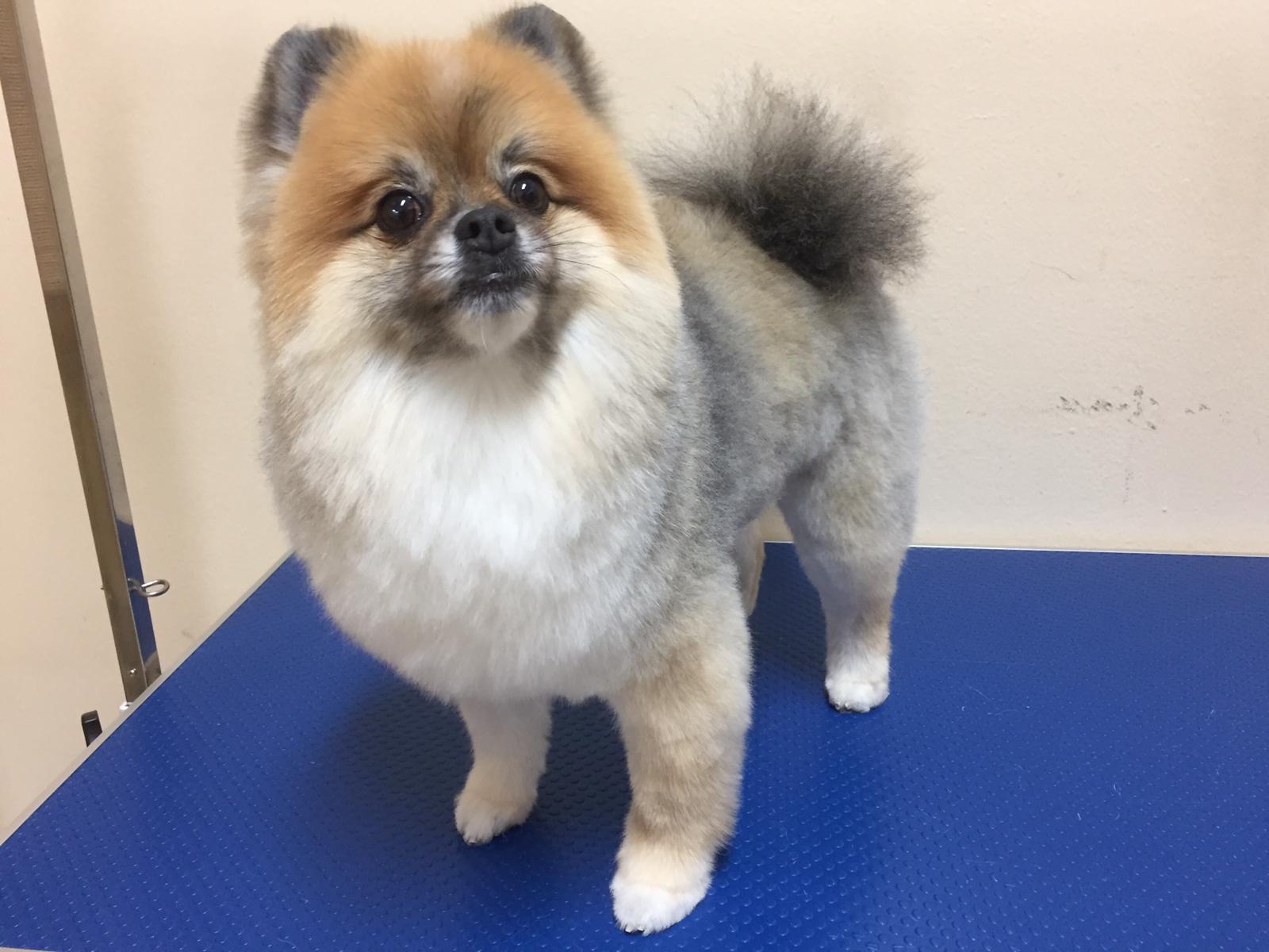 Bild 5 Hundesalon MiLedi in Berlin