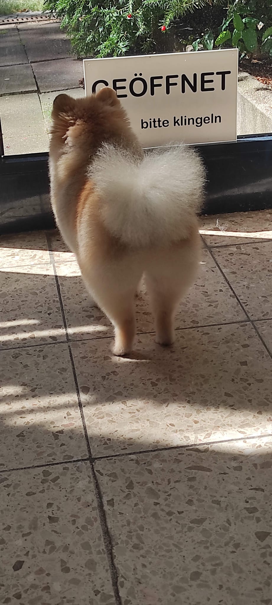Bild 6 Hundesalon MiLedi in Berlin