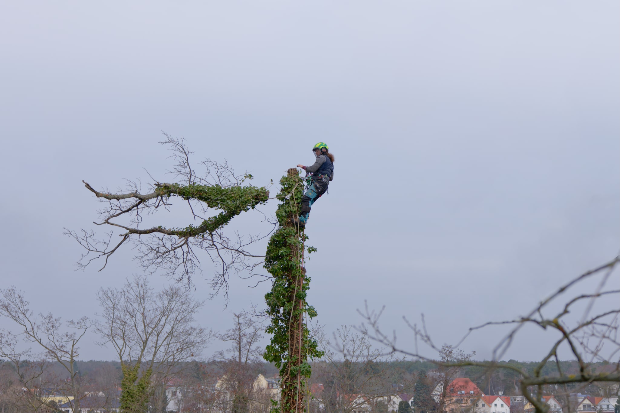 Bild 1 Arborist Berlin in Berlin