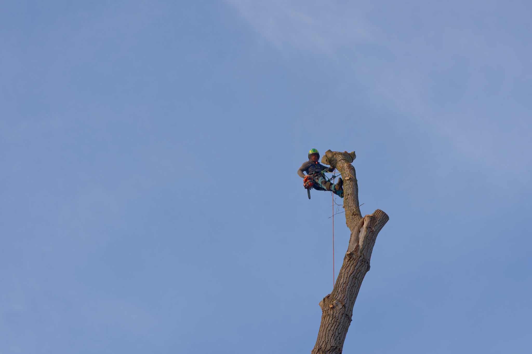 Bild 2 Arborist Berlin in Berlin