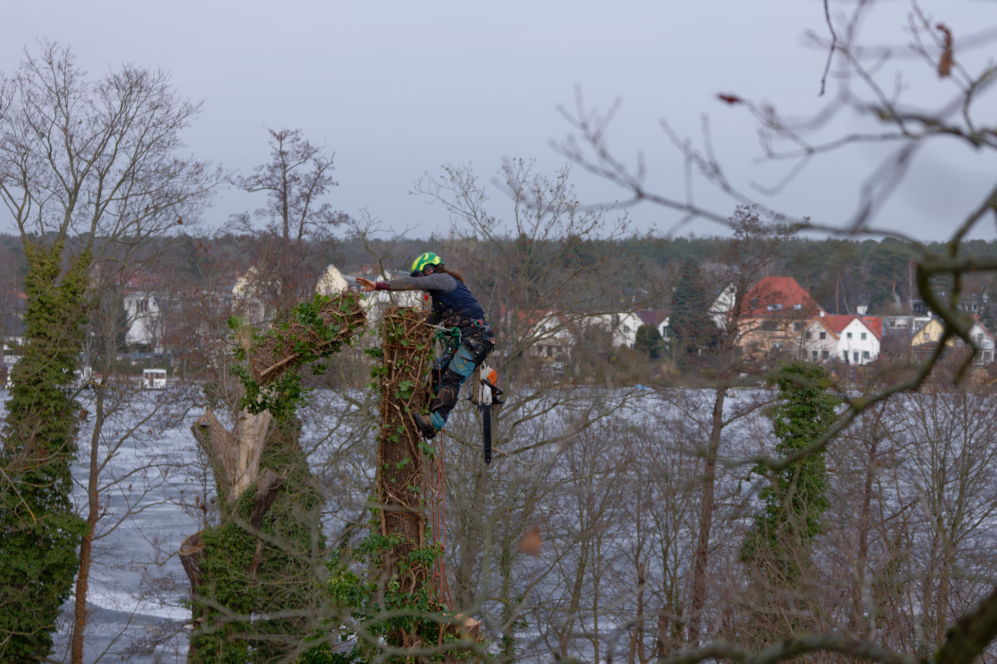 Bild 3 Arborist Berlin in Berlin
