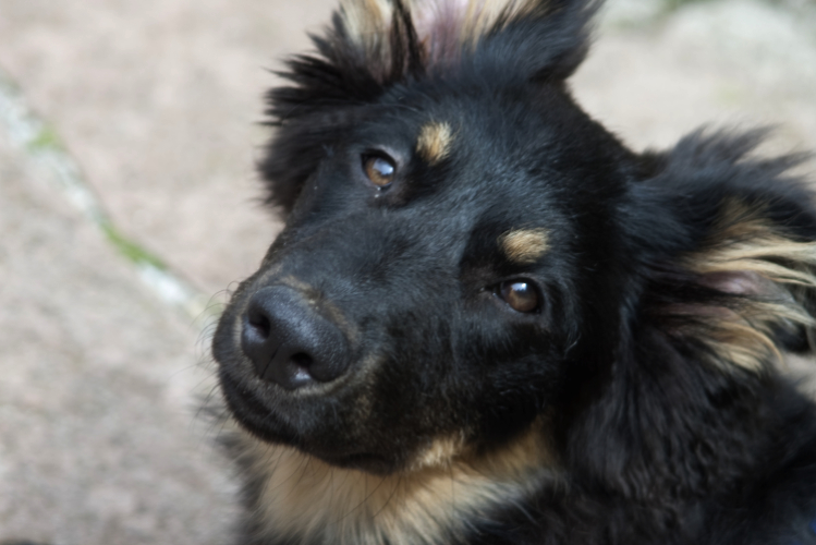 Bild 1 Pia Klein Hundeschule Wupperklick in Wuppertal