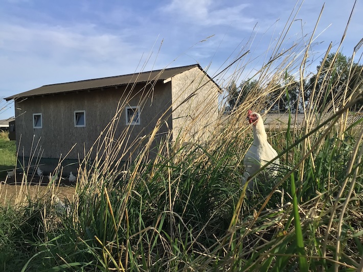 Bild 4 Geflügelhof Arnsdorf in Penig