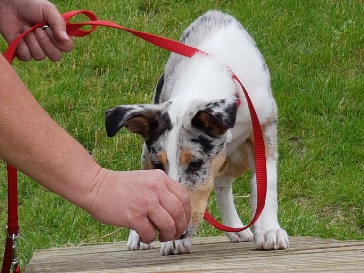 Bild