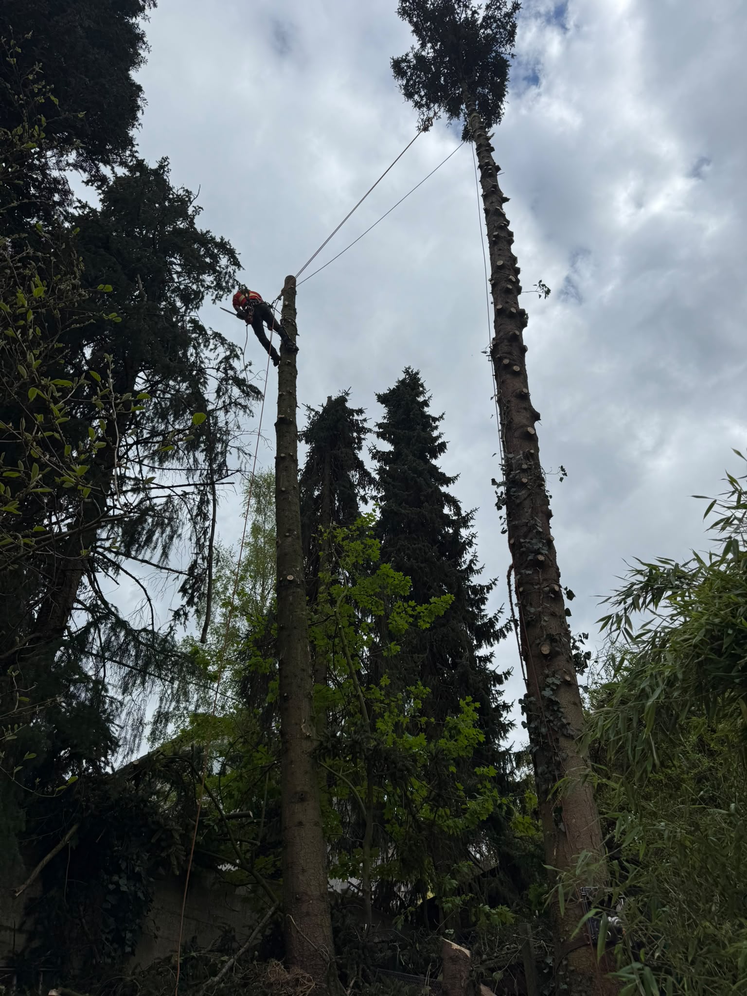 Bild 1 JS Dienstleistungen GmbH in Wülfrath